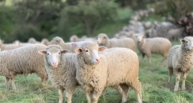 Coldiretti Sardegna: dati, evoluzione e programmazione dopo 20 anni di blue tongue