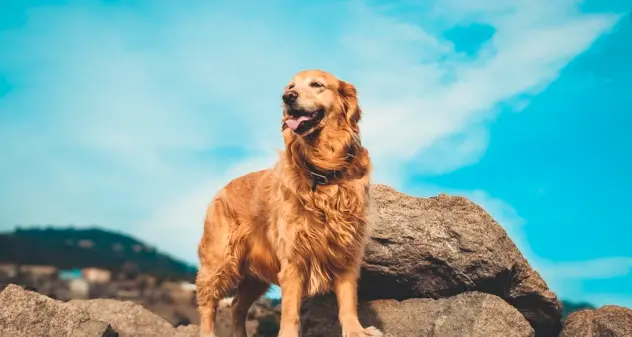 Il cane più romantico di sempre, il Golden Retriever che ogni giorno ammira il tramonto