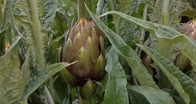 Esperti a confronto sul carciofo spinoso della Sardegna