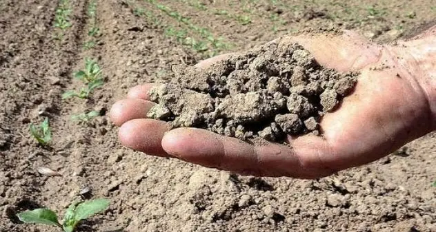 Coldiretti: “Agricoltori in ginocchio, accelerare la liquidazione della siccità”