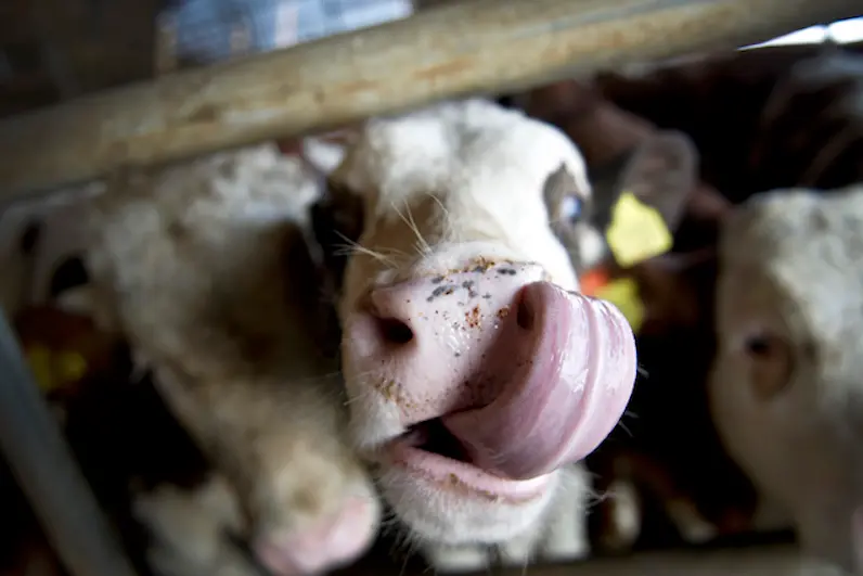 A cow sticks out its tongue on February 25, 2013 on a farm in Seefeld, southern Germany.   AFP PHOTO / VICTORIA BONN-MEUSER /GERMANY OUT        (Photo credit should read VICTORIA BONN-MEUSER/AFP/Getty Images)