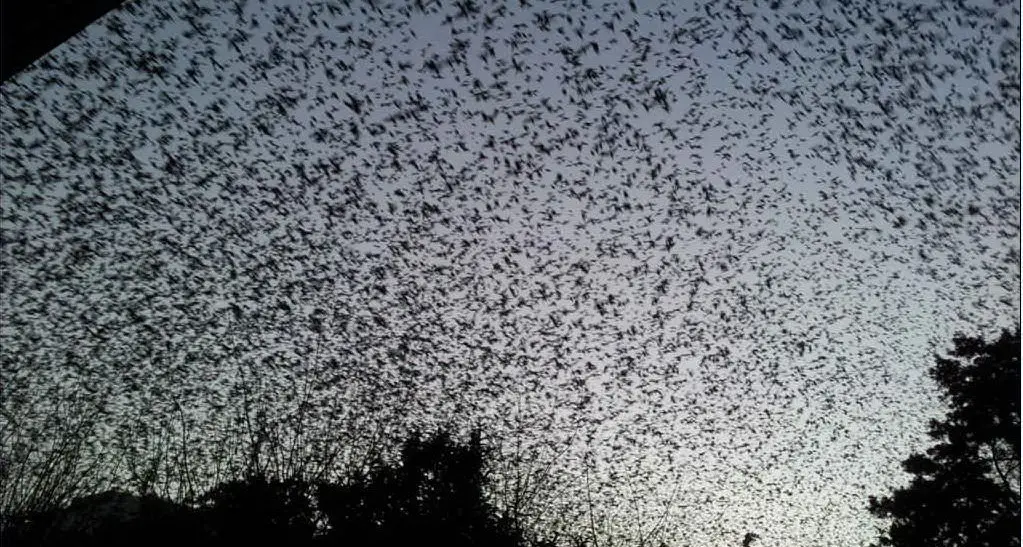 Bracconiere fermato a Molentargius: aveva catturato 2mila storni