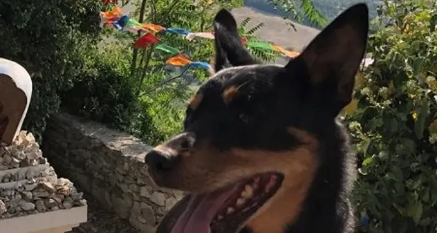 Jack è fuori pericolo! Il cane del soccorso alpino avvelenato con una polpetta lumachicida è più forte della crudeltà umana