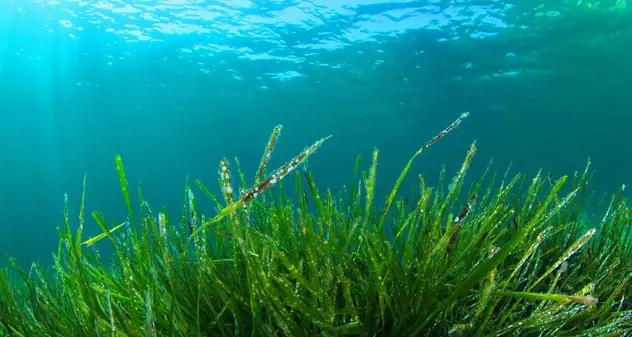 Imprenditori sardi scommettono su alga spirulina: preziosa e versatile, ecco come può essere sfruttata