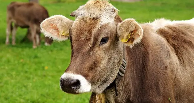 Coldiretti Nord Sardegna: “Blue tongue incubo degli allevatori di bovini da carne”