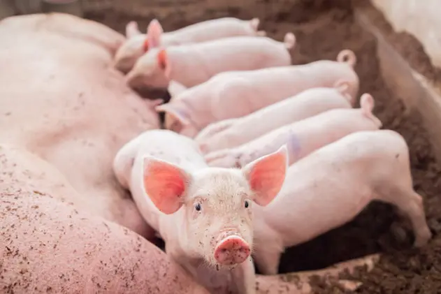 Piglet was looking at the camera while the mother pig was breastfeeding in the back.