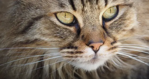 Cocunut, la gatta che sorprende la sua mamma umana facendole un regalo al giorno