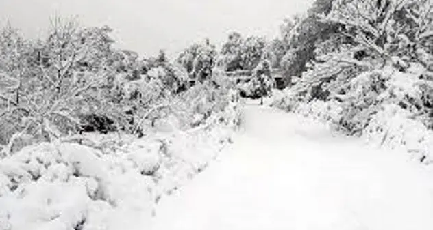 Maltempo, Coldiretti: “La neve ha devastato i boschi dell'Isola”