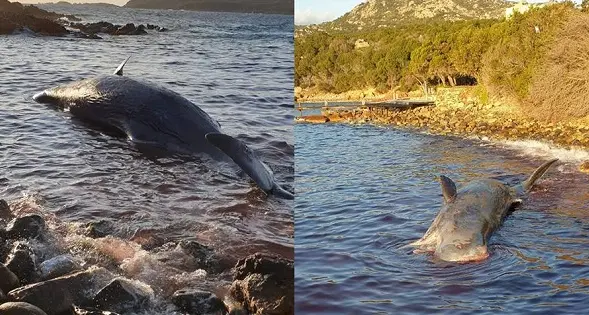 Capodoglio morto arenato a Porto Cervo