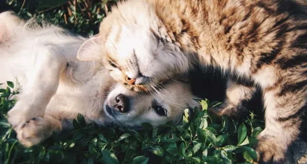 In Iran si pensa a una legge contro cani e gatti: “Portano malattie e causano danni psicologici”