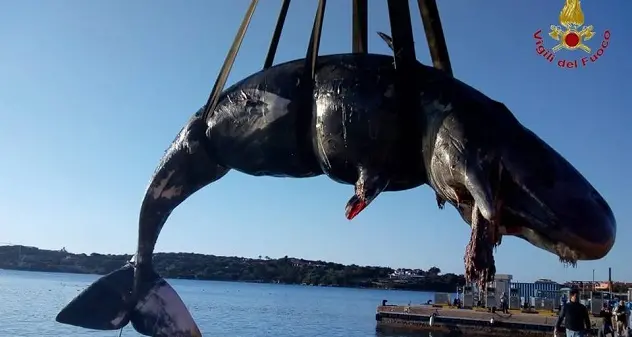 Capodoglio arenato a Porto Cervo; morto per denutrizione, nello stomaco 22 kg di plastica