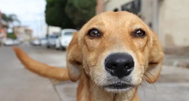 Lancia un sacco dal furgone, dentro c’è un cane