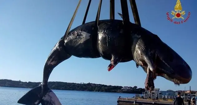 In s'istogomo de su capodogliu mortu in Portu Chervu 22 chilos de plastica