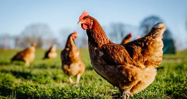 Focolai di aviaria nel pollame, ma basso rischio per l’uomo