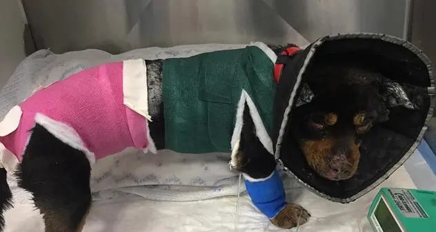 Cane Fuego: “Migliorano le sue condizioni ma non è ancora fuori pericolo”