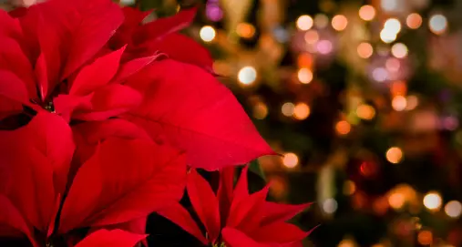 La pianta natalizia della settimana: la Stella di Natale