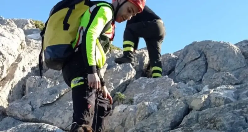 I vigili del Fuoco salvano “Gadduresa”, un segugio maremmano che si era perso durante una battuta di caccia