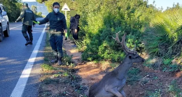 Alghero. Investe un daino e scappa