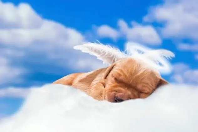 A one week old Golden Retriever puppy with a halo over her head and wearing angel wings sleeping in the clouds. A \"Sleeping Angel\", because when puppies  are sleeping is the the only thime when they are not getting into trouble.