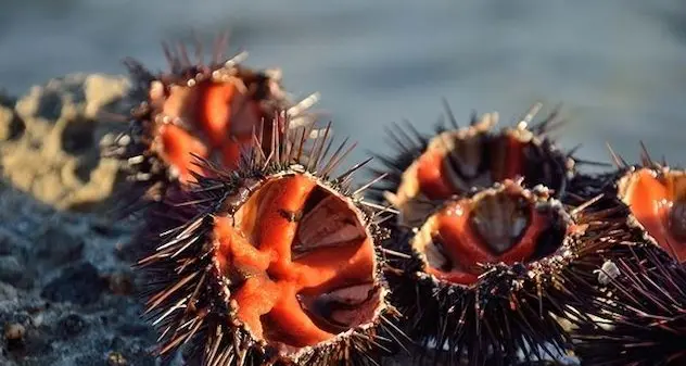 Pesca dei ricci: stop il 22 gennaio e indennizzi per 2 milioni e 800mila euro