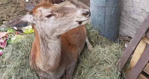 Addio alla cerva Angela, era stata “adottata” dai residenti di Auronzo di Cadore