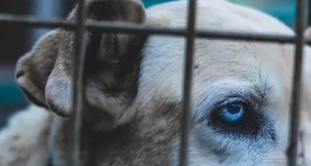 La chiudono a chiave in una gabbia e la lasciano a morire di freddo sulla neve, la storia di Rosabella, una mix di Pit Bull