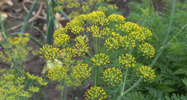 La pianta magica della settimana: Aneto (Anethum graveolens)