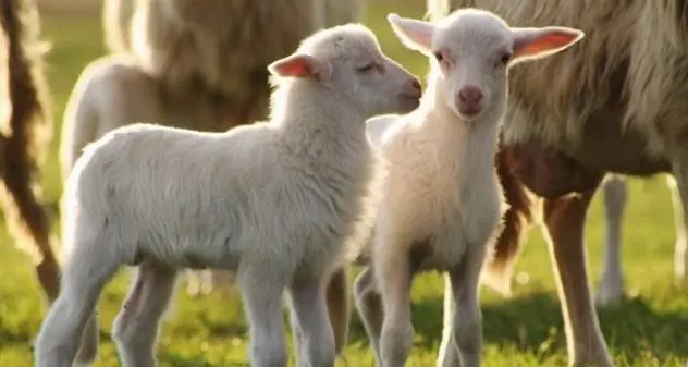 Contas: “Per Pasqua l'agnello in 1 tavola su 2. Raggiunti prezzi record”