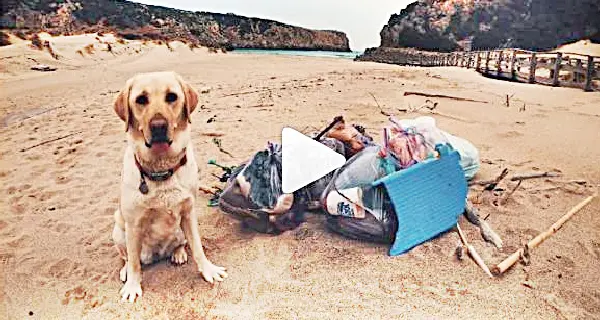 “Guarda, un cane in spiaggia, adesso sporca tutto. No, Farah ‘pulisce’ la vostra inciviltà\". IL VIDEO