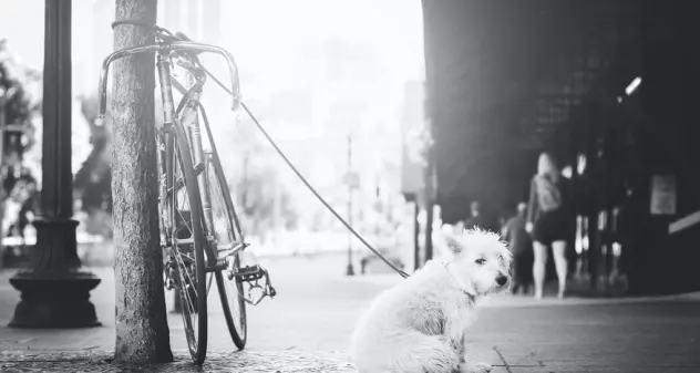 La storia di Noel, il cane abbandonato da una donna e un bambino la notte di Natale