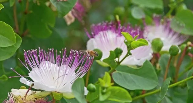 La Pianta magica della settimana: Cappero (Capparis spinosa)