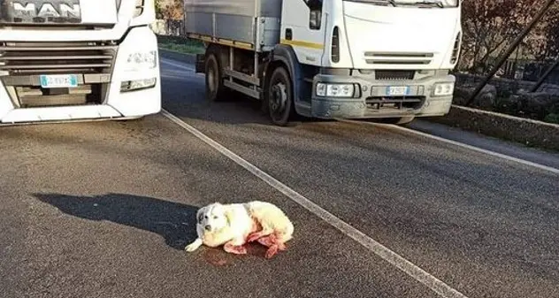 Cagnolina ferita viene salvata da due camionisti per strada