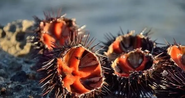 Pesca ricci di mare, Gabriella Murgia: \"Pronti gli aiuti ai pescatori\"