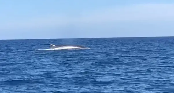 A Capo Carbonara il bellissimo spettacolo dei balenotteri. IL VIDEO