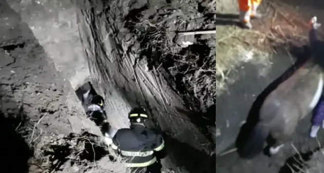 Sassari. Cavallo cade in una fossa: i vigili del fuoco lo salvano