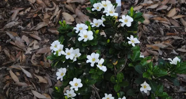 La Pianta magica della settimana: Gardenia (Gardenia augusta)