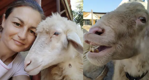 Quartu. Federica e la sua passione per la lana