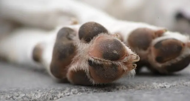 Una fascetta da elettricista stretta attorno al collo, un cane rischia il soffocamento