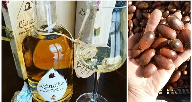 In Sardegna la prima acquavite di ghiande al mondo: esperienza unica di sapori e profumi