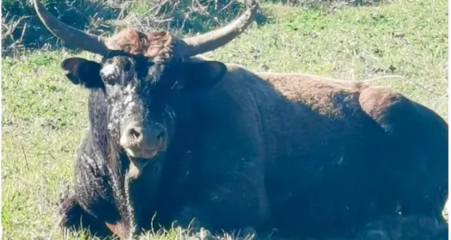 Toro allo stato brado semina il panico a Genuri