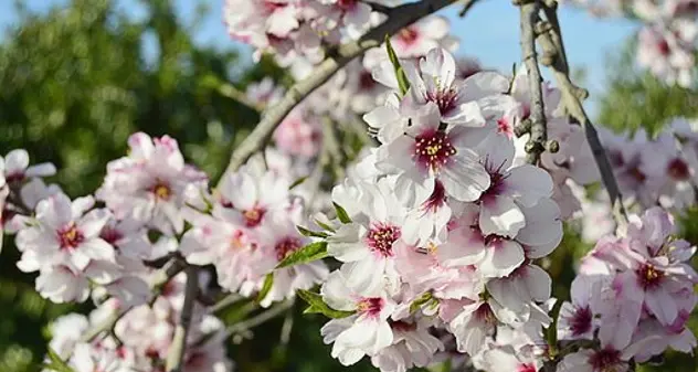 L’albero magico della settimana: il Mandorlo (Amygdalus communis)