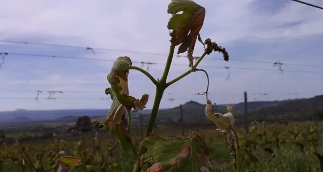 Coldiretti Nord Sardegna: “Il vento di domenica scorsa ha mandato ko i vigneti”