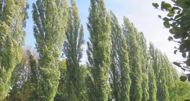 L’albero magico della settimana: Pioppo tremulo (Populus tremula)