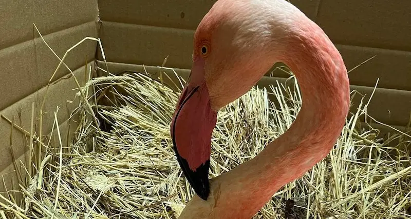 È morto il fenicottero trovato con una grossa lenza da pesca che gli avvolgeva le zampe