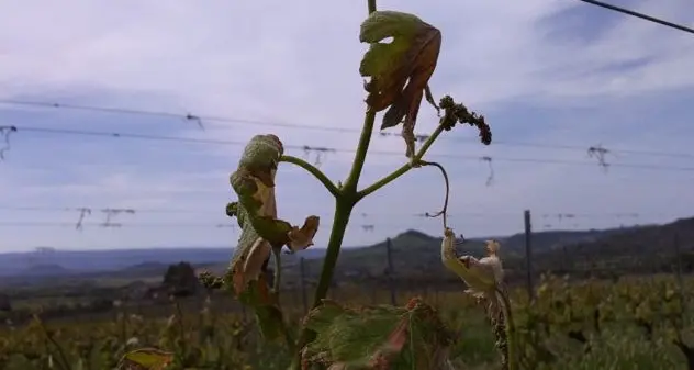 Gelate e vento del 5 maggio. Bonnanaro dichiara lo stato di calamità naturale