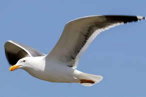 Western Gull breeding adult in-flight. Monterey County, California, USA.