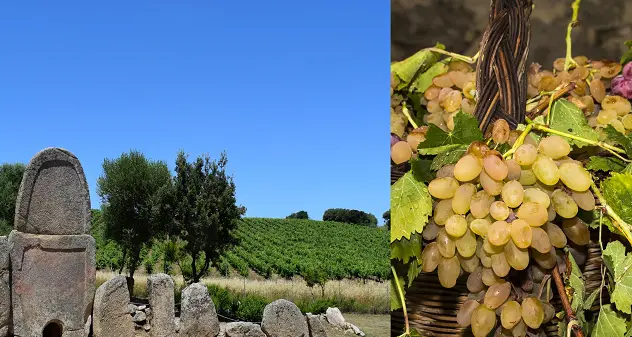 Vitigni di Sardegna. Vermentino, un nettare che profuma di mare, di brezza e di Gallura