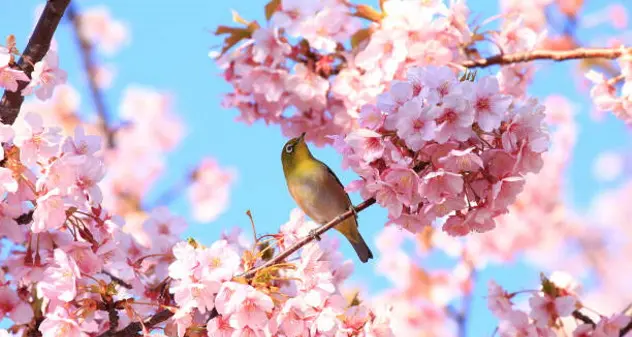 La Pianta magica della settimana: Ciliegio (Prunus avium)