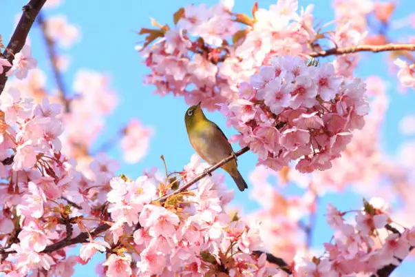 Small bird with cherry blossoms