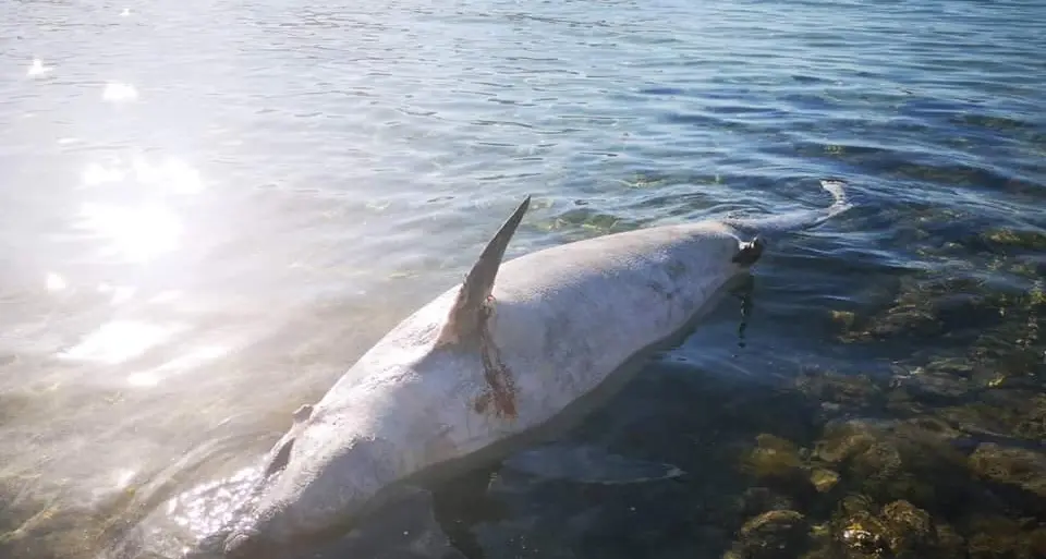 Delfino morto nella terza spiaggia di Golfo Aranci